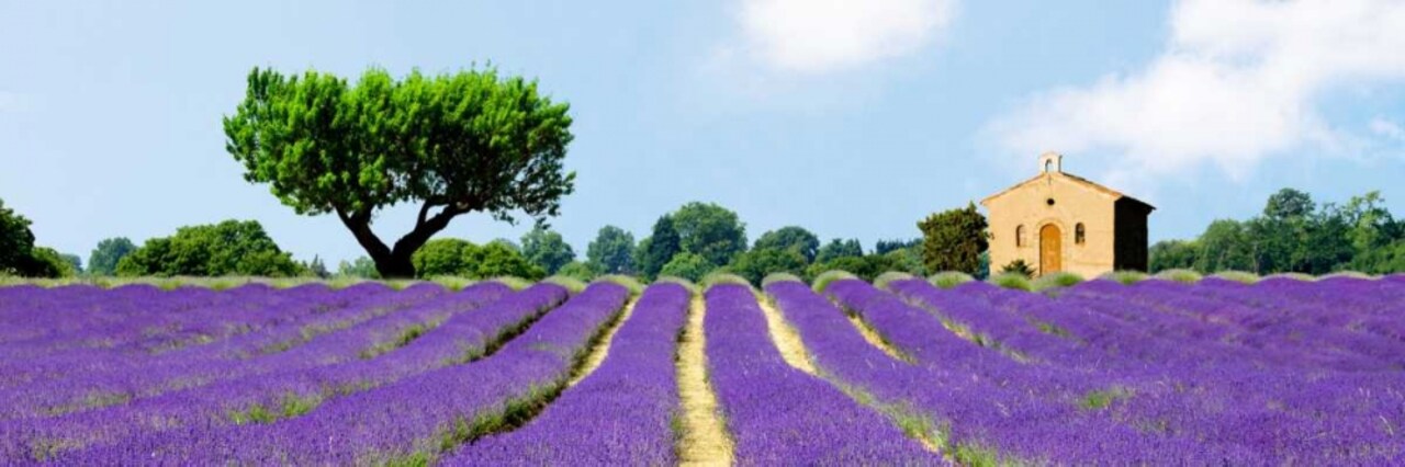 Lavender Fields, France Poster Print by Pangea Images - Item # VARPDX4AP4048